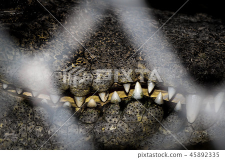 Mouth of the crocodile hunter. 45892335