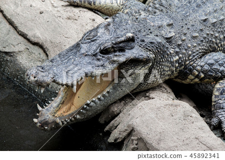 Crocodile hunter sleeping on land. 45892341