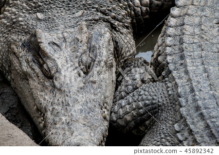 Crocodile hunter sleeping on land. 45892342