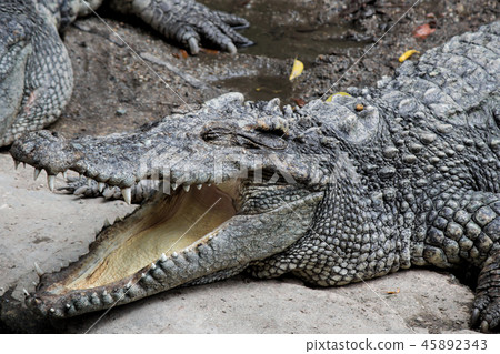 Crocodile hunter sleeping on land. 45892343