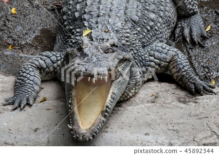 Crocodile hunter sleeping on land. Crocodile hunter sleeping on land. 45892344