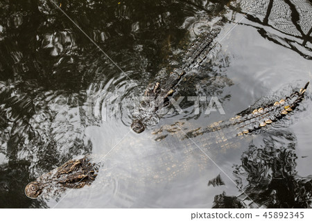 Crocodile floating in the water. 45892345