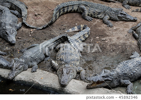 Crocodile hunter sleeping on land. Crocodile hunter sleeping on land. 45892346