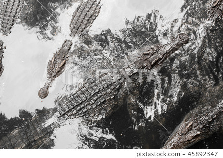 Crocodile floating in the water. Crocodile floating in the water. 45892347