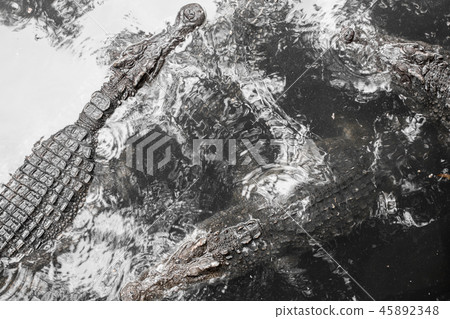 Crocodile floating in the water. Crocodile floating in the water. 45892348