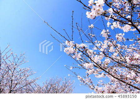 Impression of spring Impression of spring 45893150