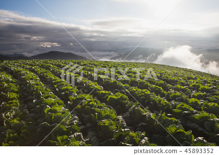 Chinese cabbage field 45893352