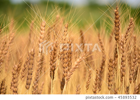 In the Wheat stage In the Wheat stage 45893532