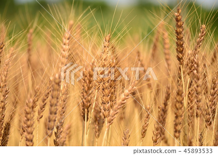 In the Wheat stage In the Wheat stage 45893533