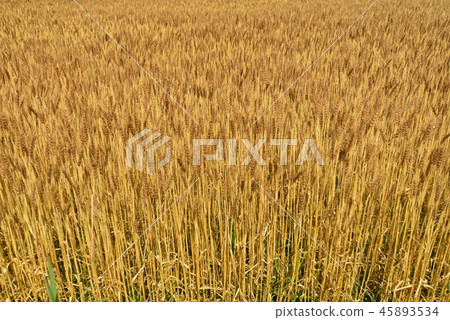 In the Wheat stage In the Wheat stage 45893534