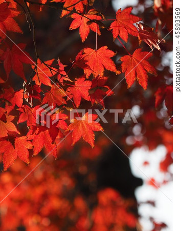 Autumn leaves (image of autumn) 45893569