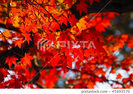 Autumn leaves (image of autumn) Autumn leaves (image of autumn) 45893570