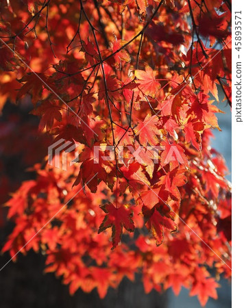 Autumn leaves (image of autumn) Autumn leaves (image of autumn) 45893571