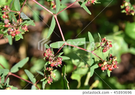 Chinese Onion 45893696