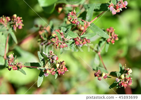 Chinese Onion 45893699