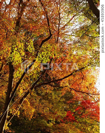 秋葉（秋天的圖像） 45893906