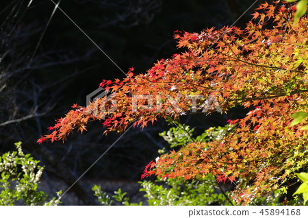 Autumn leaves of Mt. Takao Autumn leaves of Mt. Takao 45894168