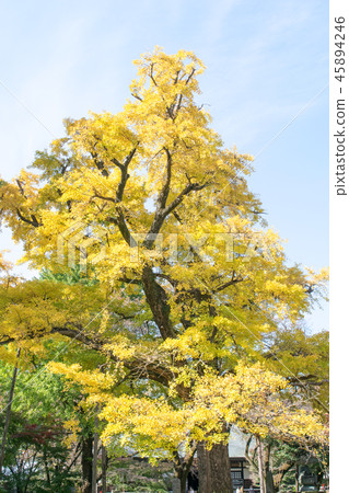 Setagaya-ku, Tokyo Fallen leaves of Jokubutsu Jozanji main hall 45894246