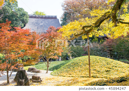 Setagaya-ku, Tokyo Fallen leaves of Jokubutsu Jozanji main hall 45894247