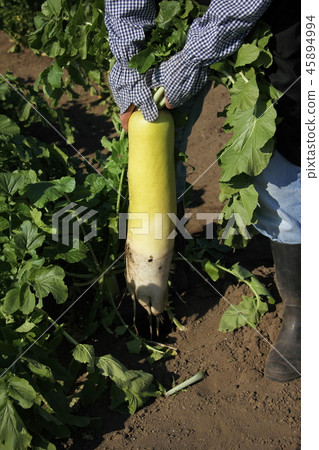 Harvest of radish 45894994