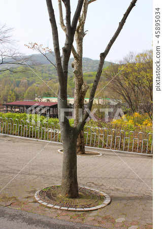 tree tree 45895034