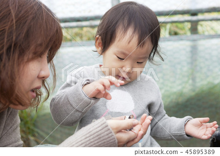 Panda mouse, mother, daughter, family, feeding 45895389