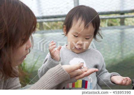 Panda mouse, mother, daughter, family, feeding 45895390