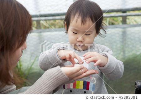 Panda mouse, mother, daughter, family, feeding 45895391