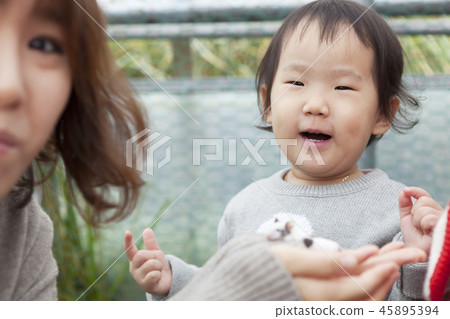 Panda mouse, mother, daughter, family, feeding 45895394