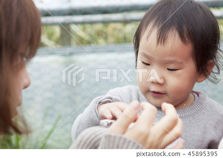 Panda mouse, mother, daughter, family, feeding 45895395
