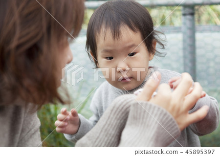 Panda mouse, mother, daughter, family, feeding 45895397