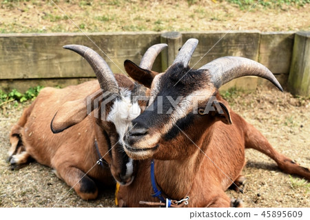 山羊 山羊 45895609
