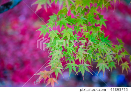 Autumn leaves Autumn leaves 45895753