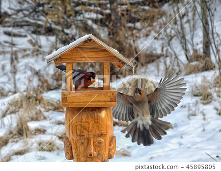 Wild birds Jay flew to the feeder. 45895805