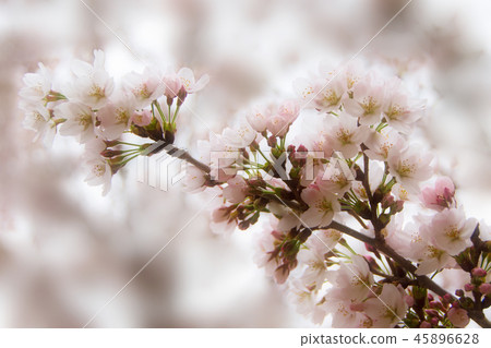 櫻花盛開的春天 45896628