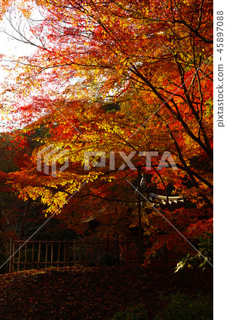 Momijidani Park (Yamaguchi Prefecture: Iwakuni) Momijidani Park (Yamaguchi Prefecture: Iwakuni) 45897088