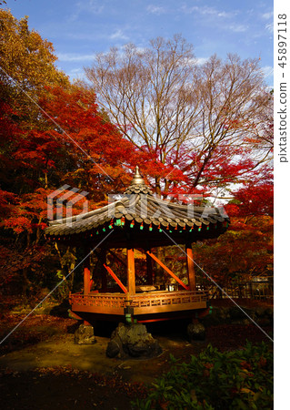 Momijidani Park（山口縣：岩國市） 45897118