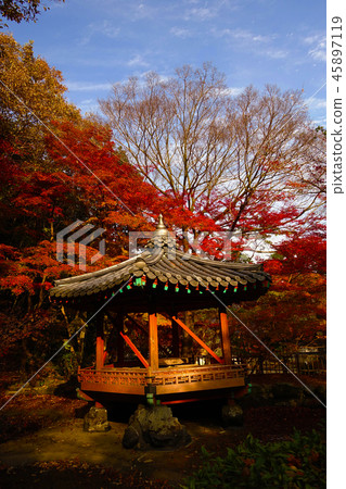 Momijidani Park（山口縣：岩國市） 45897119