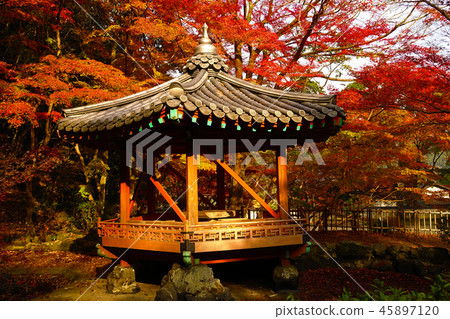 Momijidani Park（山口縣：岩國市） 45897120