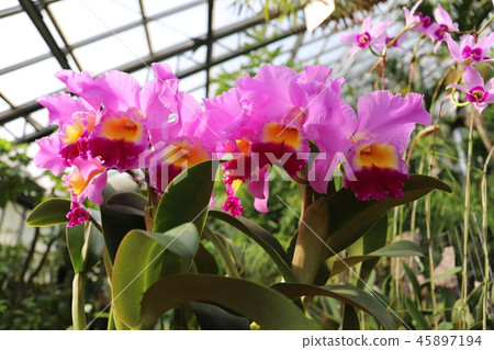 蘭花筑波植物園 照片素材 圖片 圖庫