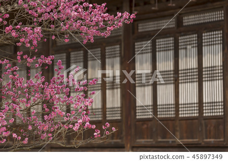 Hwangmyeonghwa, Haejungsa temple, Asan city, Chungnam Hwangmyeonghwa, Haejungsa temple, Asan city, Chungnam 45897349
