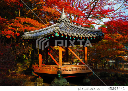 Momijidani Park (Yamaguchi Prefecture: Iwakuni) Momijidani Park (Yamaguchi Prefecture: Iwakuni) 45897441