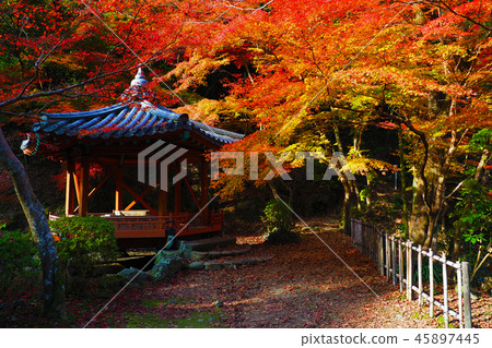 Momijidani Park (Yamaguchi Prefecture: Iwakuni) Momijidani Park (Yamaguchi Prefecture: Iwakuni) 45897445