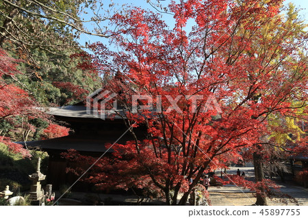Shokouji main hall Autumn leaves Shokouji main hall Autumn leaves 45897755