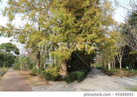 筑波實驗植物園 照片素材 圖片 圖庫