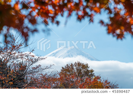 Zoom in beautiful Fufi san with autumn leaves 45898487