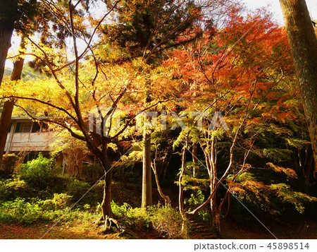 Momijidani Park(山口縣:岩國市) Momijidani Park(山口縣:岩國市) 45898514