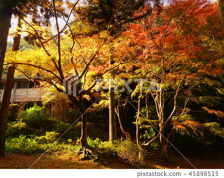 Momijidani Park（山口縣：岩國市） 45898515