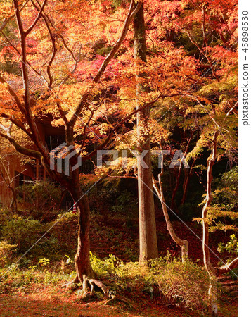 Momijidani Park (Yamaguchi Prefecture: Iwakuni) 45898530