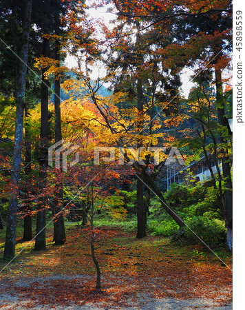 Momijidani Park (Yamaguchi Prefecture: Iwakuni) Momijidani Park (Yamaguchi Prefecture: Iwakuni) 45898559
